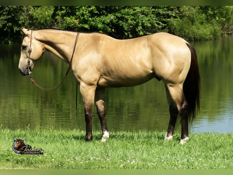 Caballo cuarto de milla Caballo castrado 7 años Buckskin/Bayo in Henderson