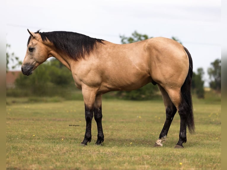 Caballo cuarto de milla Caballo castrado 7 años Buckskin/Bayo in Ponder