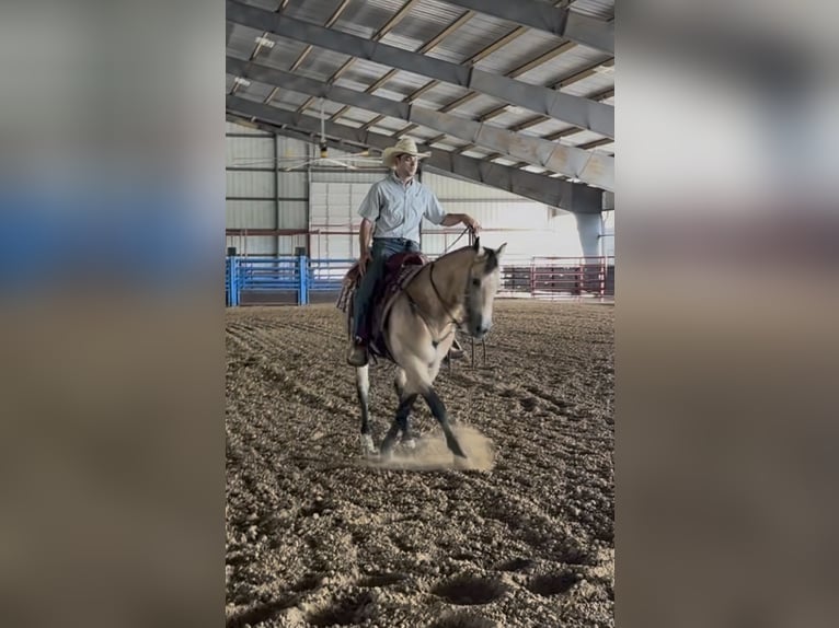 Caballo cuarto de milla Caballo castrado 7 años Buckskin/Bayo in Ponder