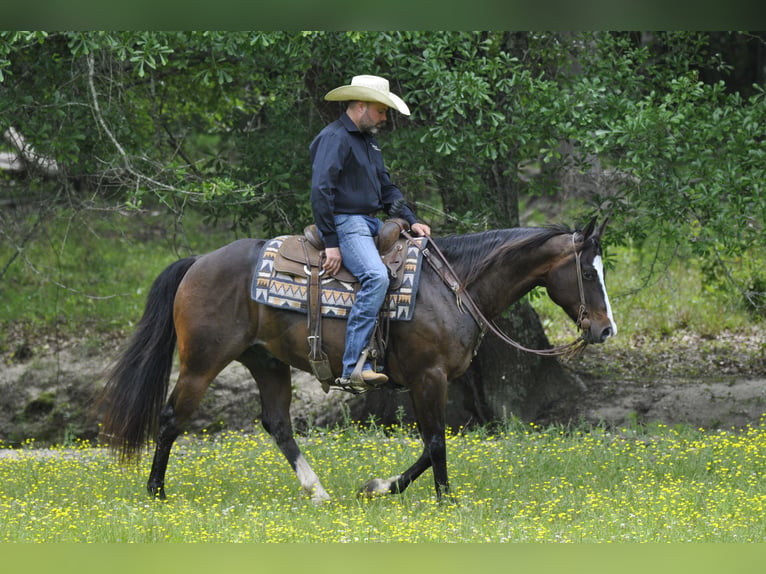 Caballo cuarto de milla Caballo castrado 7 años Castaño rojizo in Amory