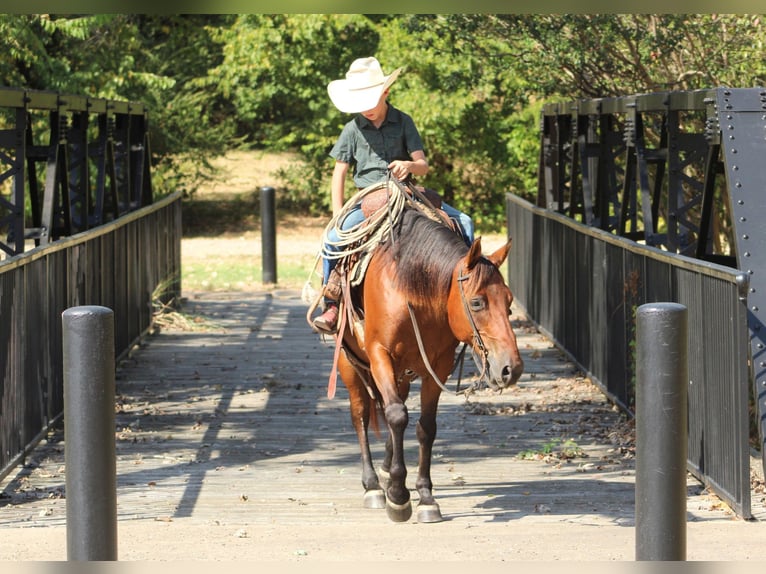 Caballo cuarto de milla Mestizo Caballo castrado 7 años Castaño rojizo in De Kalb