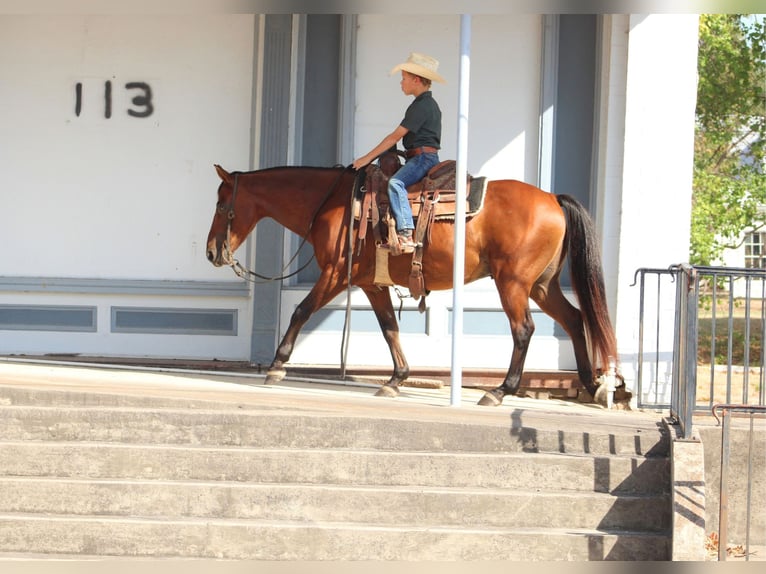 Caballo cuarto de milla Mestizo Caballo castrado 7 años Castaño rojizo in De Kalb