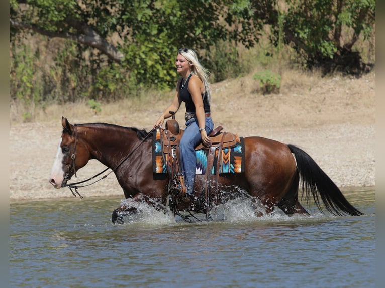 Caballo cuarto de milla Caballo castrado 7 años Castaño rojizo in Mineral Wells