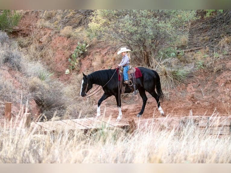 Caballo cuarto de milla Caballo castrado 7 años Castaño rojizo in Canyon TX