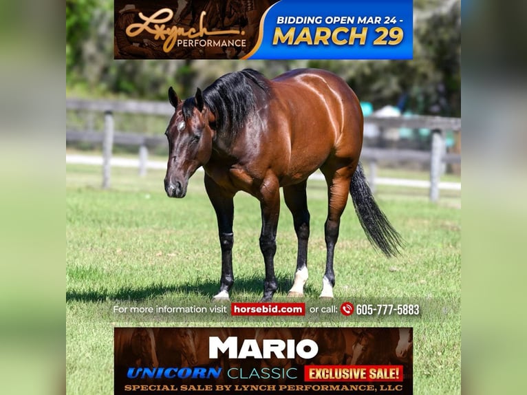 Caballo cuarto de milla Caballo castrado 7 años Castaño rojizo in Sumterville, FL