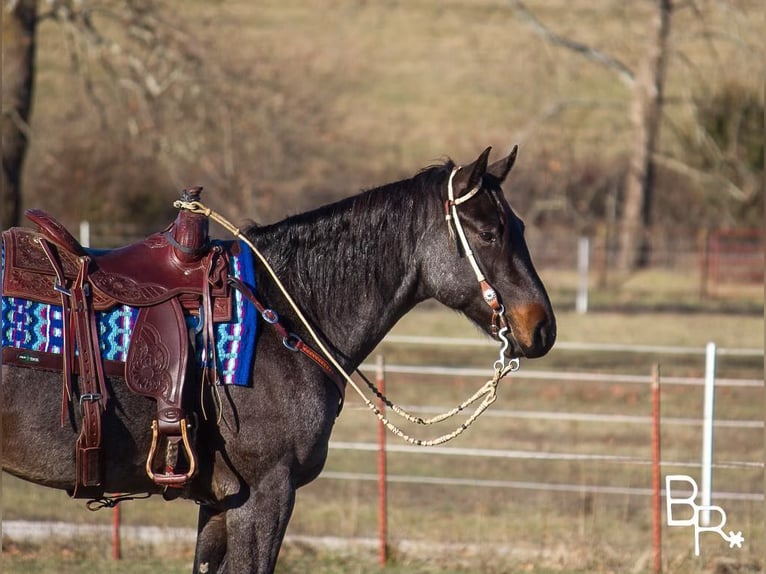 Caballo cuarto de milla Caballo castrado 7 años Castaño-ruano in Mountain Grove MO