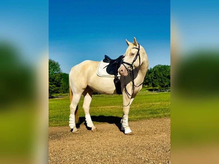 Caballo cuarto de milla Caballo castrado 7 años Champán in Texarkana Tx