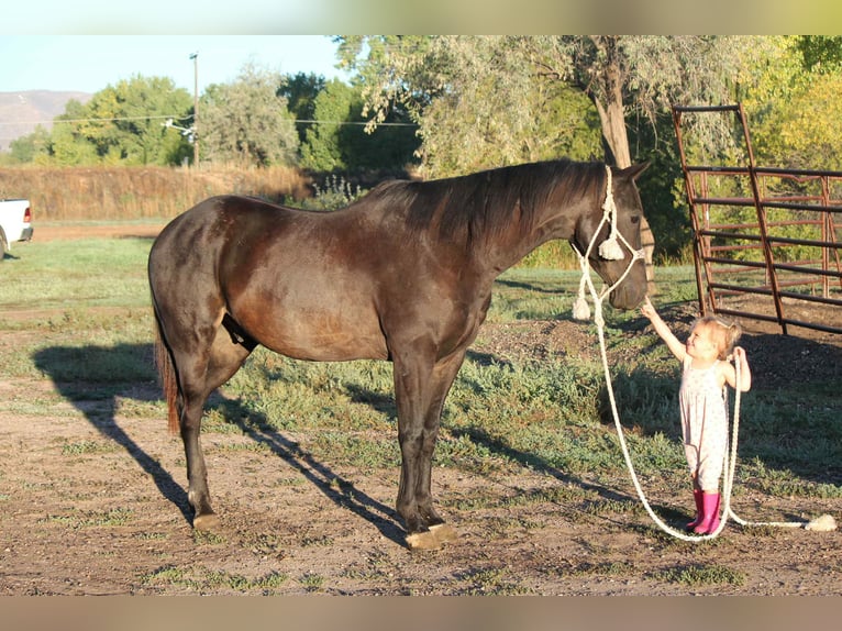 Caballo cuarto de milla Caballo castrado 7 años Negro in Fort Collins CO