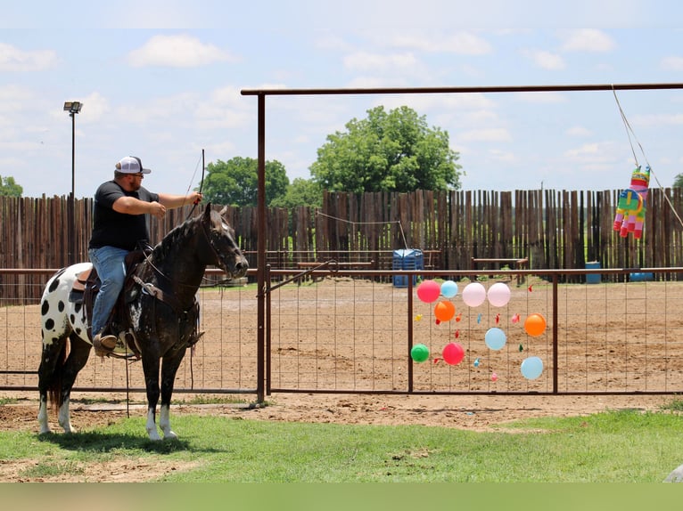 Caballo cuarto de milla Caballo castrado 7 años Negro in Morgan Mill TX