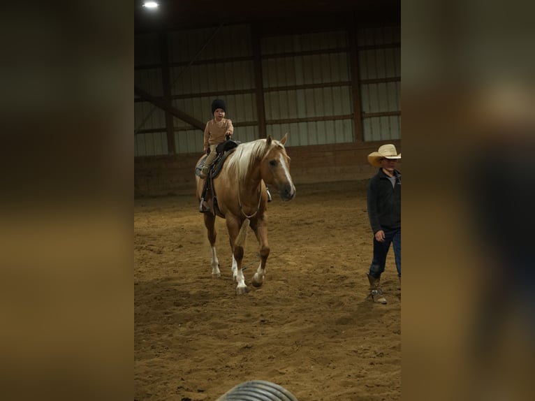 Caballo cuarto de milla Caballo castrado 7 años Palomino in Fresno