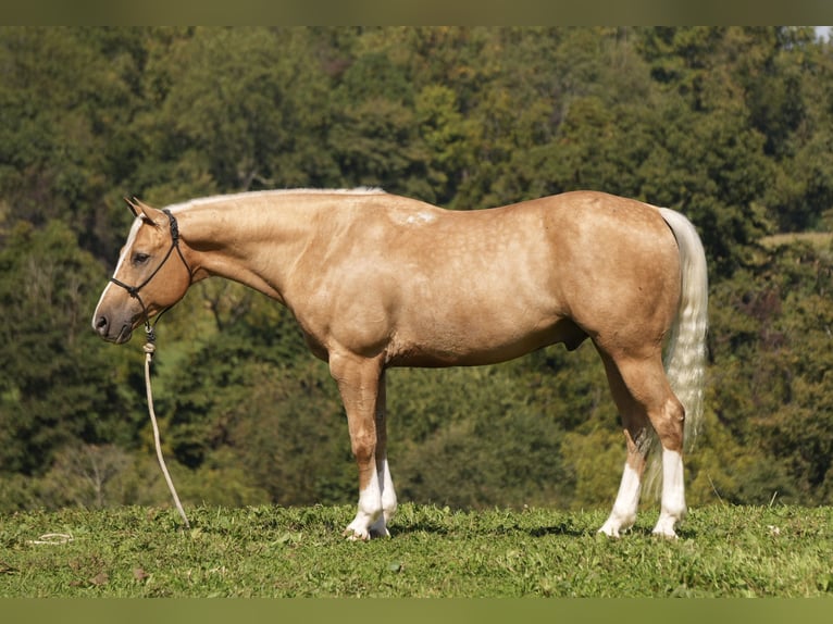 Caballo cuarto de milla Caballo castrado 7 años Palomino in Fresno