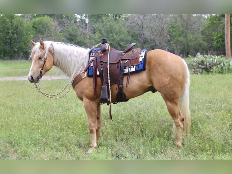 Caballo cuarto de milla Caballo castrado 7 años Palomino in Morgan MIll TX