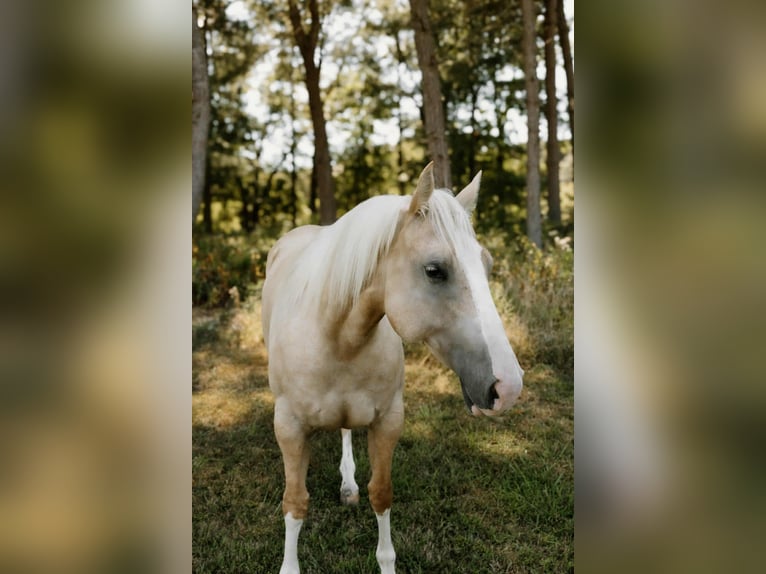 Caballo cuarto de milla Caballo castrado 7 años Palomino in Salem IL