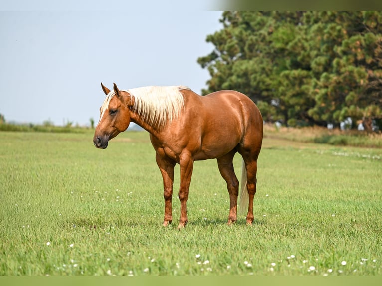 Caballo cuarto de milla Caballo castrado 7 años Palomino in Canistota