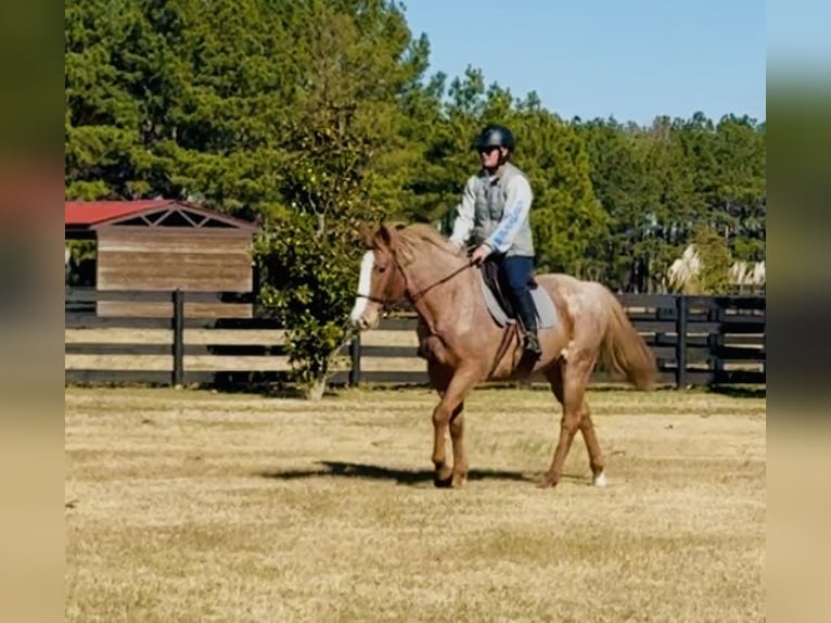 Caballo cuarto de milla Caballo castrado 7 años in Johnston