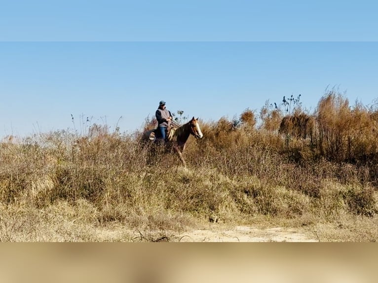Caballo cuarto de milla Caballo castrado 7 años in Johnston