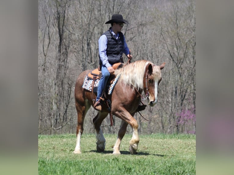 Caballo cuarto de milla Caballo castrado 7 años Ruano alazán in Mount Vernon KY
