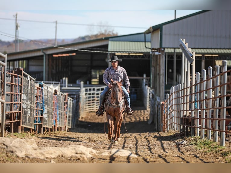 Caballo cuarto de milla Caballo castrado 7 años Ruano alazán in Santa Fe, TN