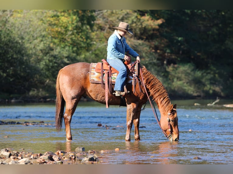 Caballo cuarto de milla Caballo castrado 7 años Ruano alazán in Clarion