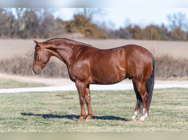 Caballo cuarto de milla Caballo castrado 7 años Ruano alazán in Harwood