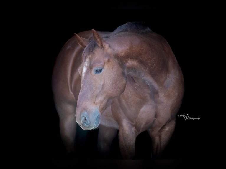 Caballo cuarto de milla Caballo castrado 7 años Ruano alazán in Harwood