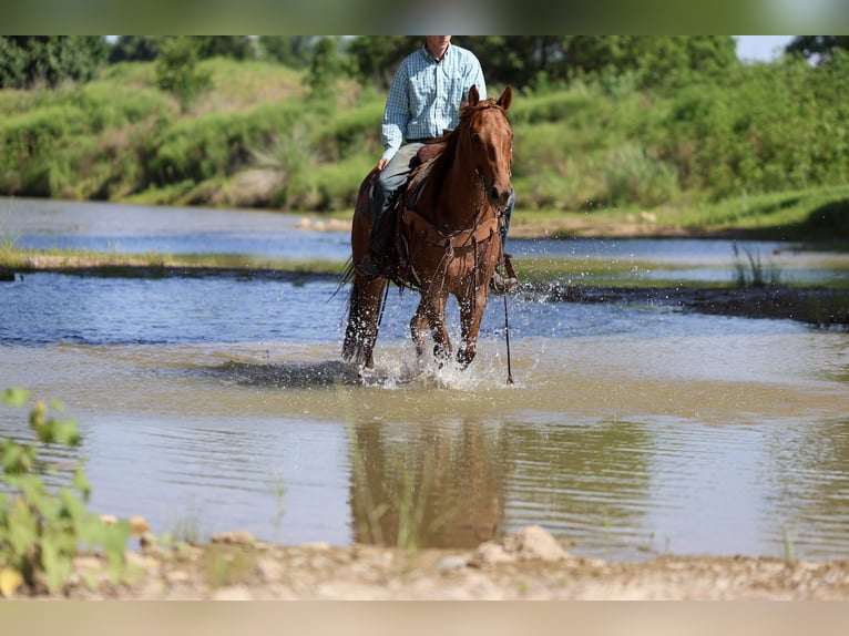 Caballo cuarto de milla Caballo castrado 7 años Ruano alazán in Stephenville