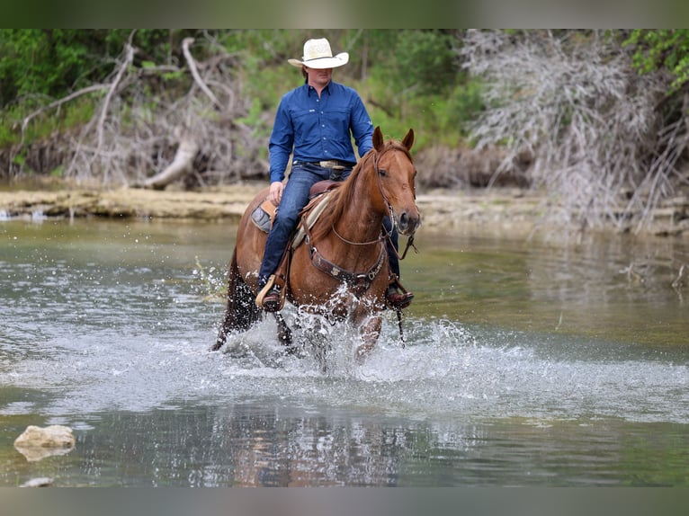 Caballo cuarto de milla Caballo castrado 7 años Ruano alazán in Stephenville