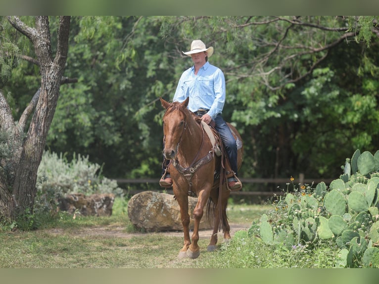 Caballo cuarto de milla Caballo castrado 7 años Ruano alazán in Stephenville