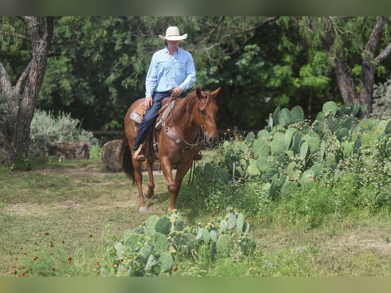 Caballo cuarto de milla Caballo castrado 7 años Ruano alazán in Stephenville