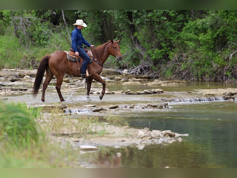 Caballo cuarto de milla Caballo castrado 7 años Ruano alazán in Stephenville