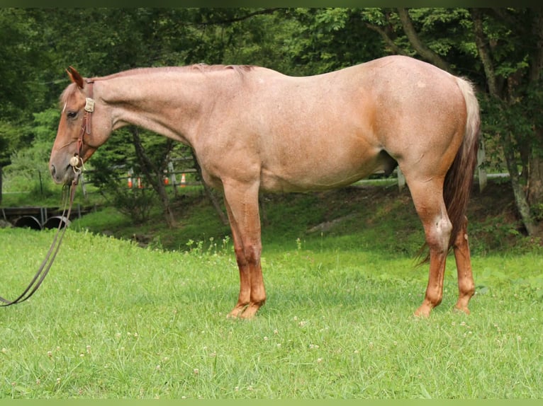Caballo cuarto de milla Caballo castrado 7 años Ruano alazán in Salem