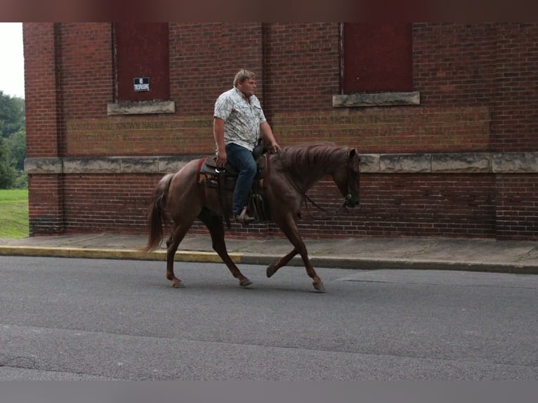 Caballo cuarto de milla Caballo castrado 7 años Ruano alazán in Salem