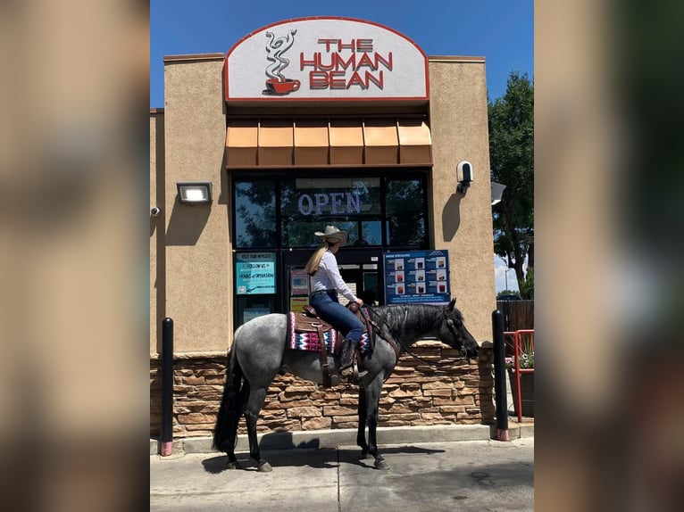 Caballo cuarto de milla Caballo castrado 7 años Ruano azulado in Fort Collins