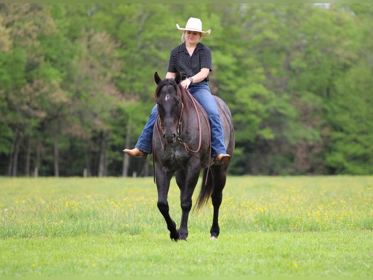 Caballo cuarto de milla Caballo castrado 7 años Ruano azulado in Clarion