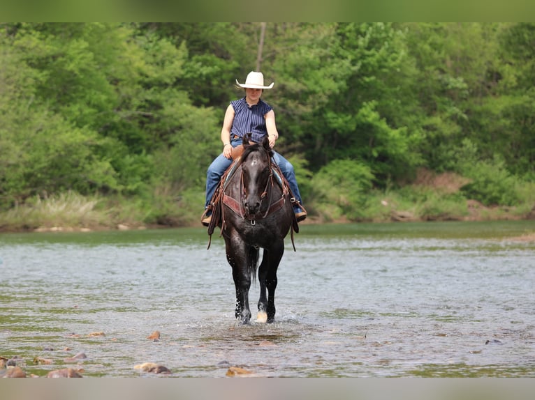 Caballo cuarto de milla Caballo castrado 7 años Ruano azulado in Clarion