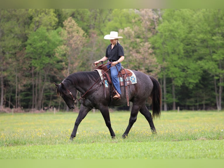 Caballo cuarto de milla Caballo castrado 7 años Ruano azulado in Clarion