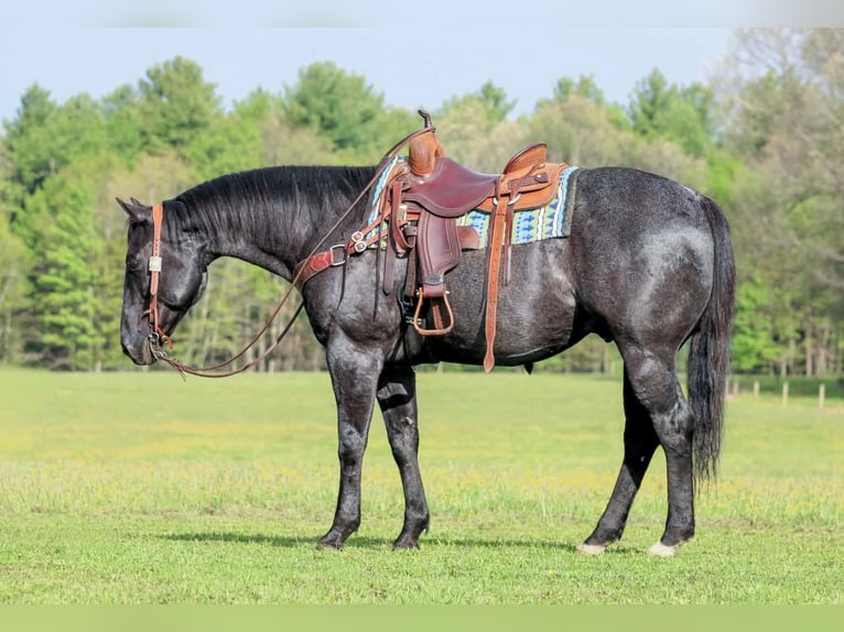 Caballo cuarto de milla Caballo castrado 7 años Ruano azulado in Clarion