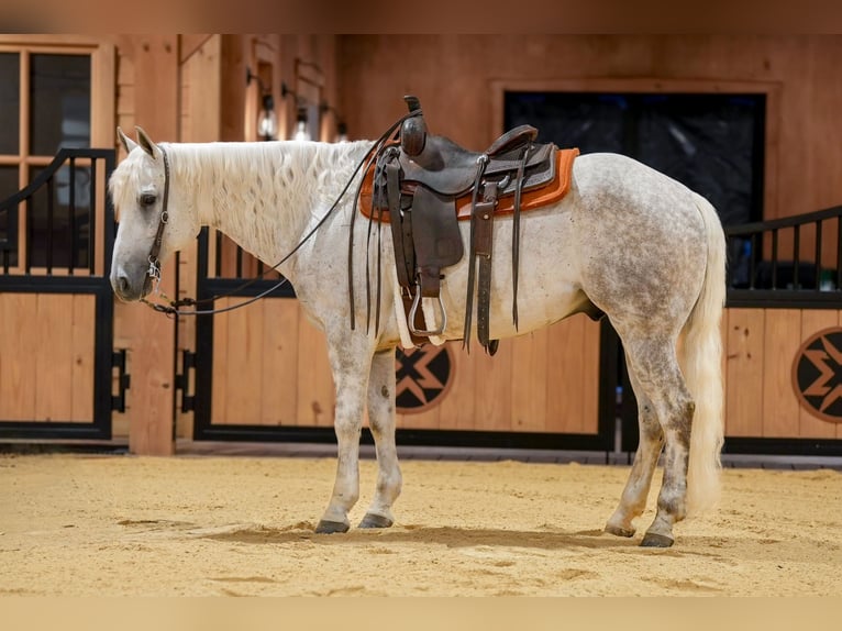 Caballo cuarto de milla Caballo castrado 7 años Tordo in Needmore