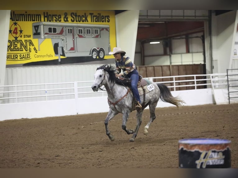 Caballo cuarto de milla Caballo castrado 7 años Tordo in Cannon Falls