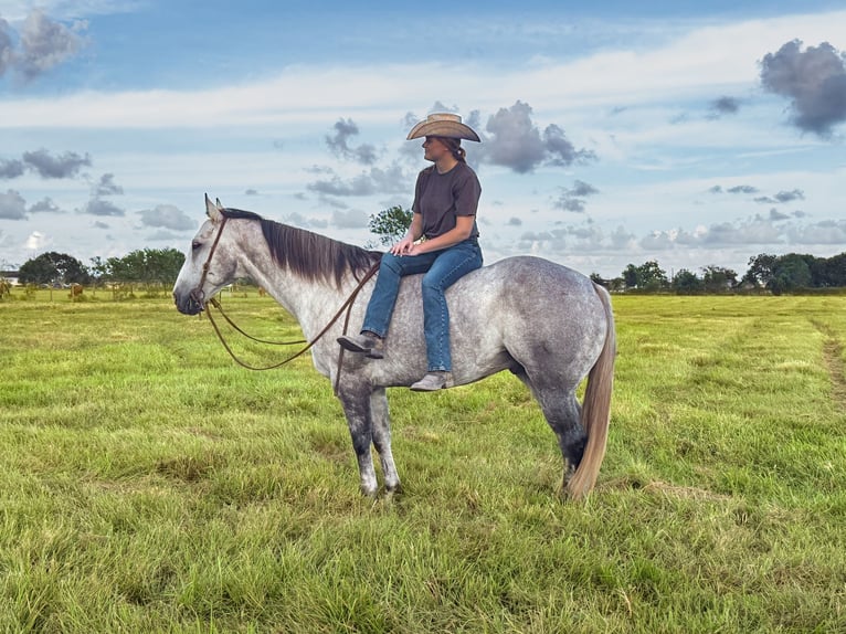 Caballo cuarto de milla Caballo castrado 7 años Tordo in Winnie