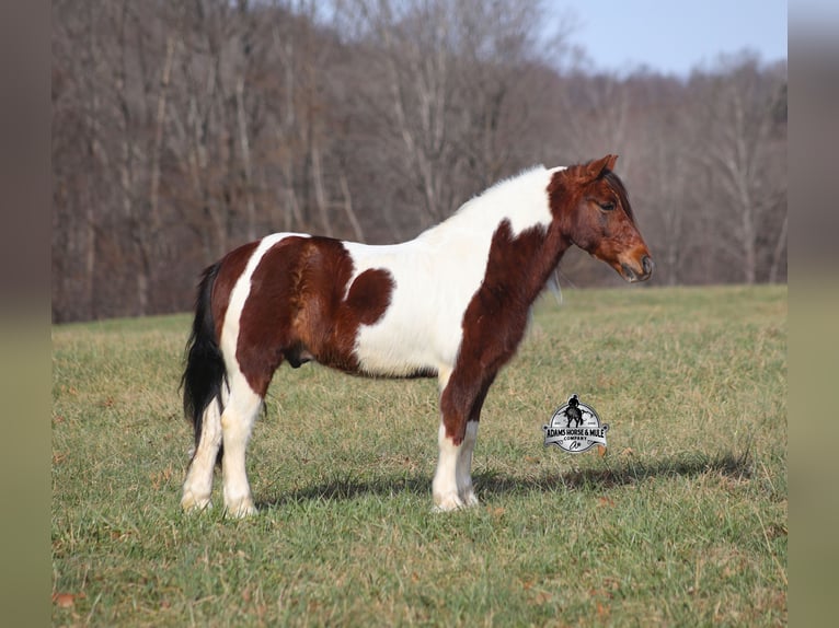 Caballo cuarto de milla Caballo castrado 8 años 123 cm Tobiano-todas las-capas in Mount Vernon