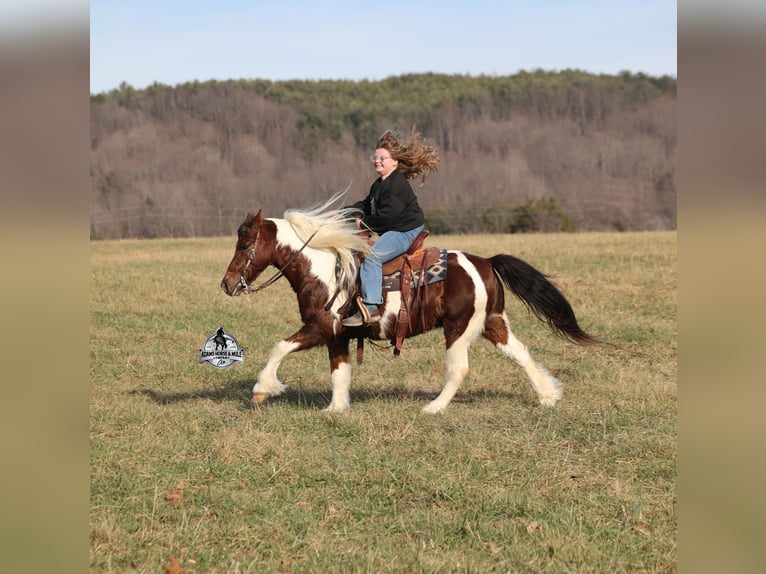 Caballo cuarto de milla Caballo castrado 8 años 123 cm Tobiano-todas las-capas in Mount Vernon