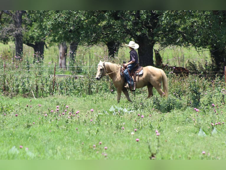 Caballo cuarto de milla Caballo castrado 8 años 124 cm Palomino in Stephenville tX