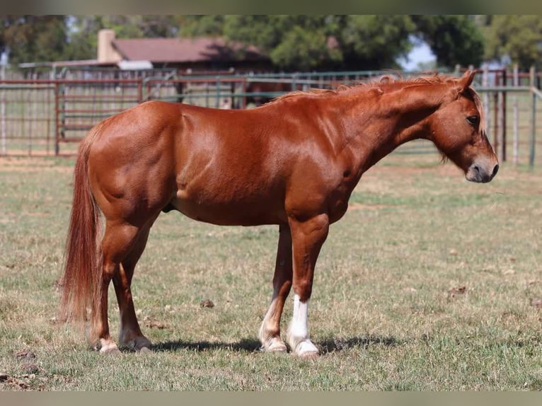 Caballo cuarto de milla Caballo castrado 8 años 127 cm Alazán-tostado in Lipan TX