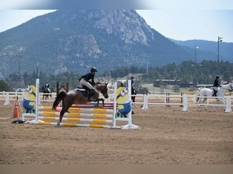 Caballo cuarto de milla Caballo castrado 8 años 132 cm Ruano alazán in Arvada CO