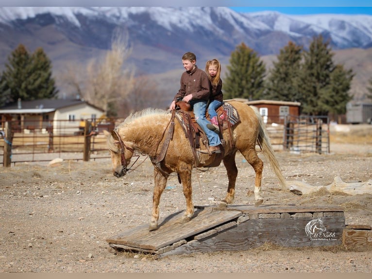 Caballo cuarto de milla Caballo castrado 8 años 140 cm Palomino in Cody