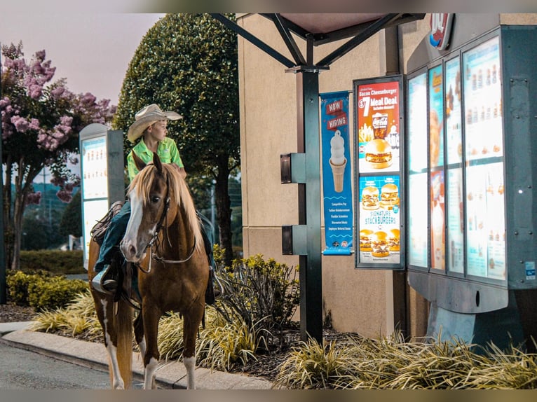 Caballo cuarto de milla Caballo castrado 8 años 142 cm Alazán rojizo in Cleveland TN