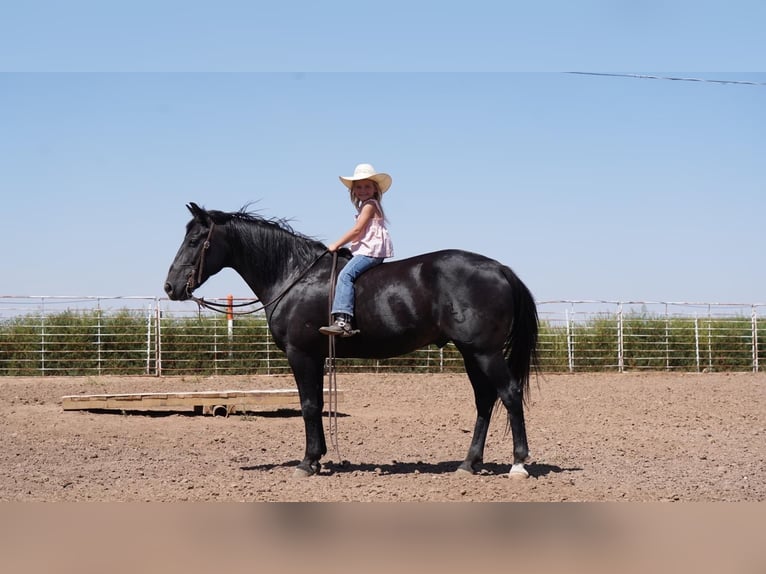 Caballo cuarto de milla Caballo castrado 8 años 142 cm Negro in Waco