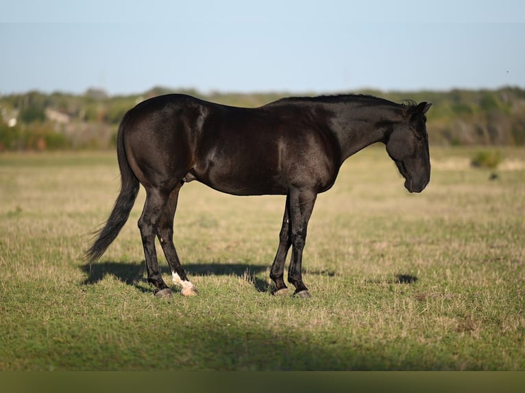 Caballo cuarto de milla Caballo castrado 8 años 142 cm Negro in Waco