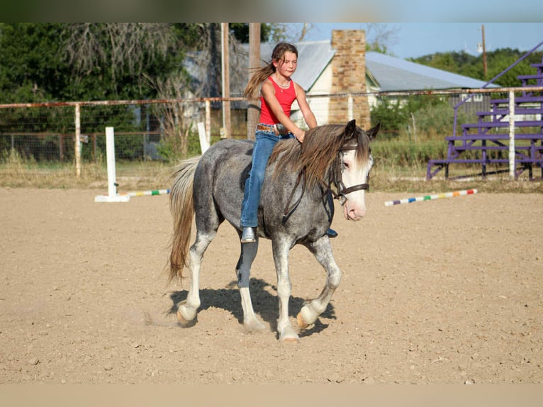 Caballo cuarto de milla Caballo castrado 8 años 142 cm Ruano azulado in Stephenville TX
